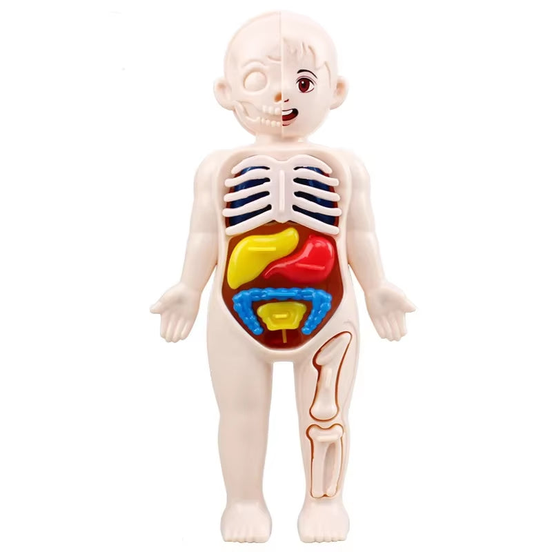 Montessori Toys Children Science Education Human Body Organ Anatomy Model DIY Assembled Medical Toys Teaching Tools Child Kids